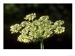 Cow Parsley, Anthriscus Sylvestris, Close-Up Of Flower Head, Yorks, Uk by Mark Hamblin Limited Edition Print