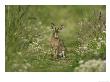 Brown Hare, Leveret, Scotland by Mark Hamblin Limited Edition Print