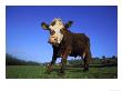 Hereford Cow, Low Angle View Of Cow Stoodin Field, Uk by Mark Hamblin Limited Edition Print