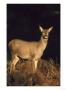 Red Deer, Hind Standing In Bracken, Autumn, Uk by Mark Hamblin Limited Edition Print
