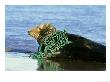 Grey Seal, Halichoerus Grypus Fishing Net Tangled Around Neck, Uk by Mark Hamblin Limited Edition Pricing Art Print