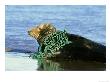 Grey Seal, Halichoerus Grypus Fishing Net Tangled Around Neck, Uk by Mark Hamblin Limited Edition Print