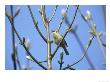 Chiffchaff, Phylloscopus Collybita Singing From Sycamore South Yorks by Mark Hamblin Limited Edition Print