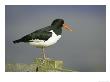 Oystercatcher, Adult On Post, Scotland by Mark Hamblin Limited Edition Pricing Art Print