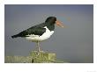 Oystercatcher, Adult On Post, Scotland by Mark Hamblin Limited Edition Print