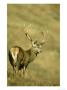 Red Deer, Cervus Elaphus Stag On Moorland Scotland, Uk by Mark Hamblin Limited Edition Print