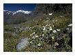 Celmisia Semicordata, Ranunculus Lyalii, Fiordland National Park, New Zealand by Bob Gibbons Limited Edition Print