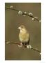 Greenfinch, Female On Pussy Willow, S. Yorkshire by Mark Hamblin Limited Edition Print