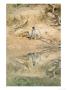 Grey Langur, Sitting On Bank Of Still Pool, Madhya Pradesh, India by Elliott Neep Limited Edition Print