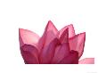 Lotus Flower In Full Bloom by Michele Molinari Limited Edition Print