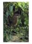 Spider Monkeyateles Sp.Young In Treepacific Coast, Costa Rica by Brian Kenney Limited Edition Print