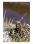 Tree Pipit, Perched On Grass Near Water, Lancashire, Uk by Elliott Neep Limited Edition Print