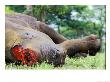 Dead White Rhino, With Its Horns Removed, Hluhluwe Umfolozi Park, South Africa by Roger De La Harpe Limited Edition Print