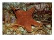 Bat Star, With Brittle Stars, Mexico by Richard Herrmann Limited Edition Print