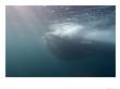 Fin Whale, Feeding On Krill, Los Coronados Islands, Mexico, Pacific Ocean by Richard Herrmann Limited Edition Print