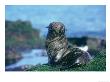 Galapagos Fur Seal, Pup Resting, Galapagos by Mark Jones Limited Edition Print