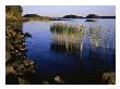 Lake Rushes, South Finland by Heikki Nikki Limited Edition Print