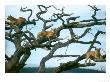 Lionesses In Dead Acacia Tree, Tanzania by Mary Plage Limited Edition Pricing Art Print