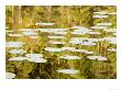 Lilly Pads Reflect In Lake In The Flathead National Forest, Montana, Usa by Chuck Haney Limited Edition Print