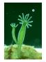 Green Hydra, Budding by Oxford Scientific Limited Edition Print