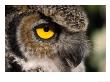 Great Horned Owl, Alaska Zoo, Anchorage, Alaska, Usa by Steve Kazlowski Limited Edition Print