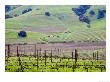 View Overlooking The Viansa Winery, Sonoma Valley, California, Usa by Julie Eggers Limited Edition Print