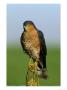 Sparrowhawk by Mark Hamblin Limited Edition Print