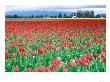 Tulip Festival, Skagit County, Washington, Usa by Rob Tilley Limited Edition Print