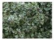 Common Ivy, Hedera Helix by Geoff Kidd Limited Edition Pricing Art Print