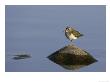 Common Sandpiper, Standing On Rock, Scotland by Mark Hamblin Limited Edition Pricing Art Print