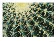 Spine Pattern Detail Of Golden Barrel, Cactaceae Of Central Mexico by Brent Bergherm Limited Edition Print