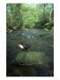 Dipper, Cinclus Cinclus, Perched On Rock Showing Habitat, South Yorks by Mark Hamblin Limited Edition Print