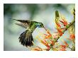 Green Violetear Hummingbird, Visiting Mistletoe Flowers, Costa Rica by Michael Fogden Limited Edition Print