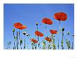 Common Poppy, Forfar, Scotland by Niall Benvie Limited Edition Pricing Art Print