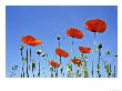 Common Poppy, Forfar, Scotland by Niall Benvie Limited Edition Print