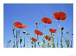 Common Poppy, Forfar, Scotland by Niall Benvie Limited Edition Print