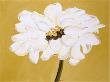White Flower On Ochre by Soraya Chemaly Limited Edition Pricing Art Print