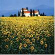 Sunflowers Field by Steve Thoms Limited Edition Pricing Art Print