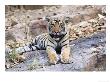 Bengal Tiger, 10 Month Old Cub, India by Mike Powles Limited Edition Pricing Art Print