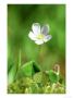Wood Sorrel, Ross-Shire, Scotland by Iain Sarjeant Limited Edition Pricing Art Print