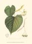 American Linden by Sprague Limited Edition Print