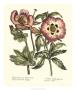 Framboise Floral Iv by Syndenham Edwards Limited Edition Print