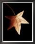 Tall Maple Leaf by Helvio Faria Limited Edition Pricing Art Print