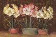 Amaryllis On Brown by Carol Rowan Limited Edition Print