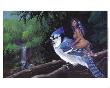 Bluejay Scout Ii by Dale Ziemianski Limited Edition Print