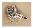 Tiger by Gary Stinton Limited Edition Pricing Art Print