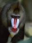 Male Mandrill Head Portrait, Native To West Africa by Anup Shah Limited Edition Pricing Art Print