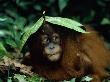 Orang Utan Sheltering Under Leaf, Gunang Leuser National Park, Indonesia by Anup Shah Limited Edition Print