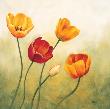 Brezza Sui Tulipani by Maria Grazia Luffarelli Limited Edition Pricing Art Print