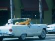 Man, His Dog And A '57 Thunderbird In Santa Monica, Los Angeles, California by Ray Laskowitz Limited Edition Pricing Art Print